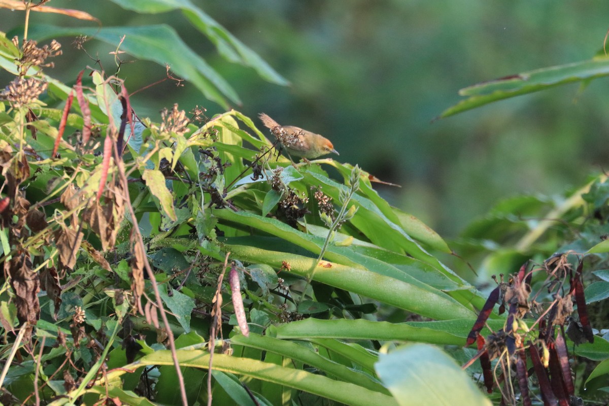 Pin-striped Tit-Babbler - Chuck Gates