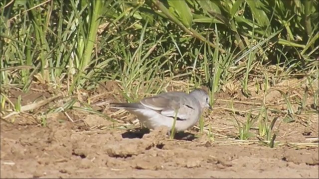 Picui Ground Dove - ML222585021