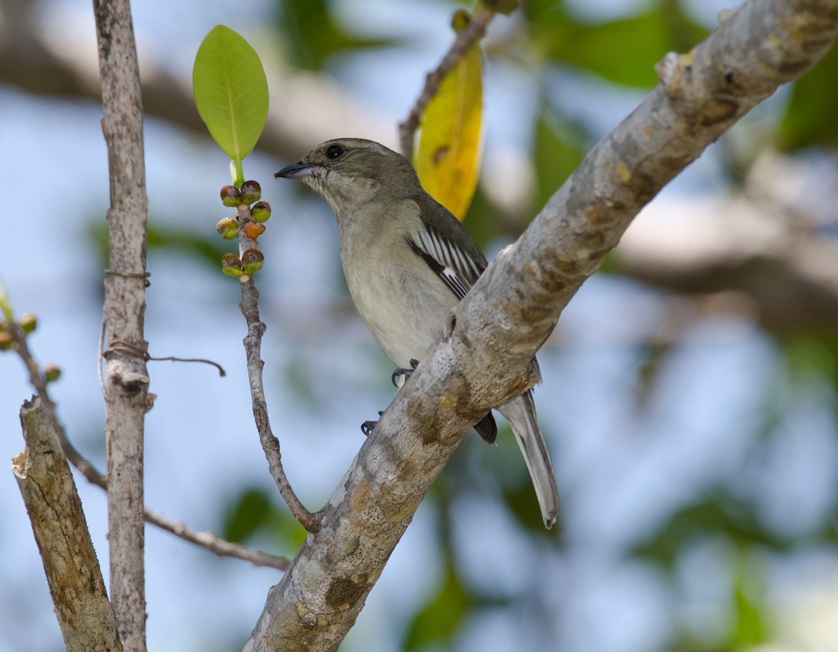 Western Spindalis (Bahamas Black-backed) - ML222585461