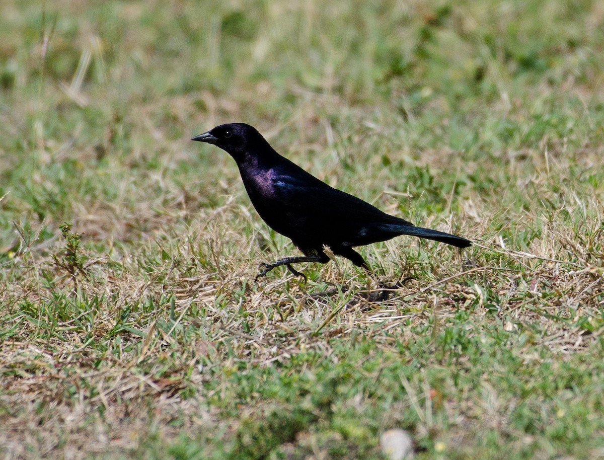 Shiny Cowbird - ML222585511