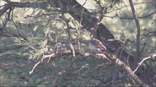 Saltator du Chaco - ML222585661