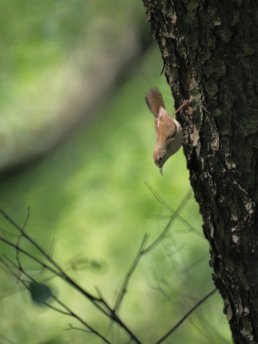 House Wren - ML222586191