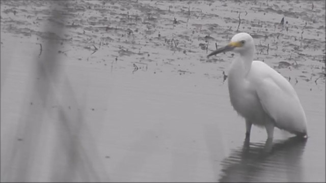 Snowy Egret - ML222587151