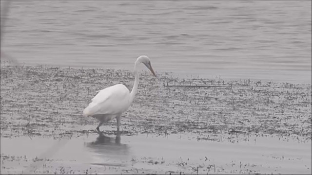 Great Egret - ML222587161