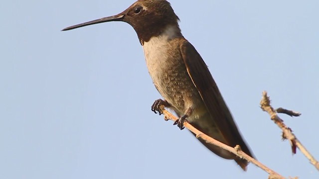 Black-chinned Hummingbird - ML222587231
