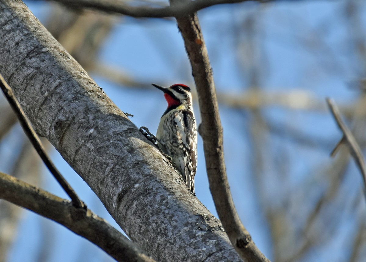 Yellow-bellied Sapsucker - Mike Mosser