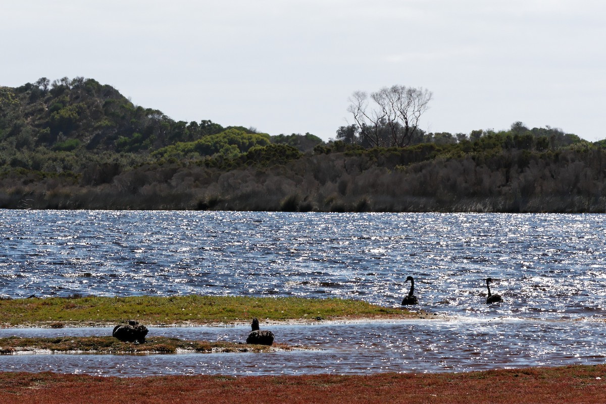 Black Swan - ML222588731