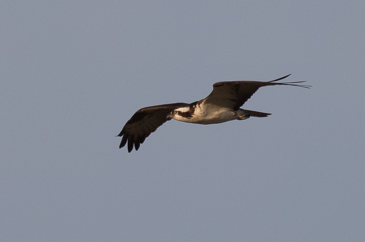 Osprey - ML222589441