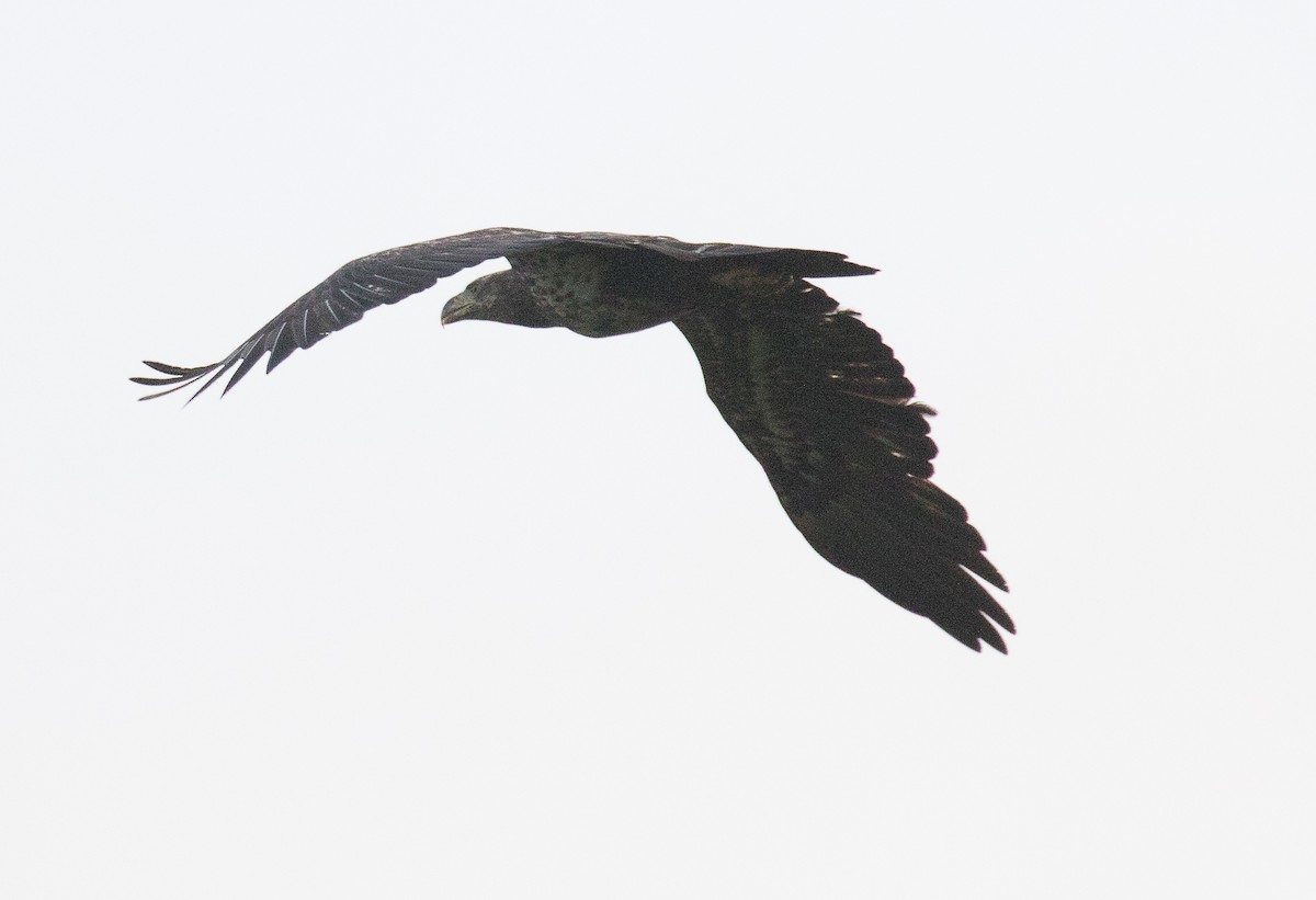 Weißkopf-Seeadler - ML222589511