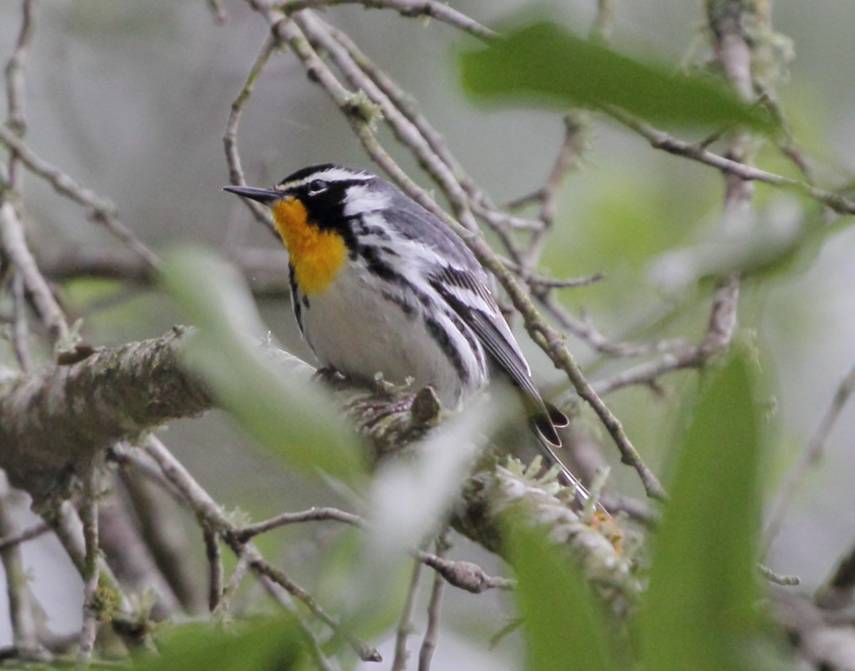 Yellow-throated Warbler - ML222590181