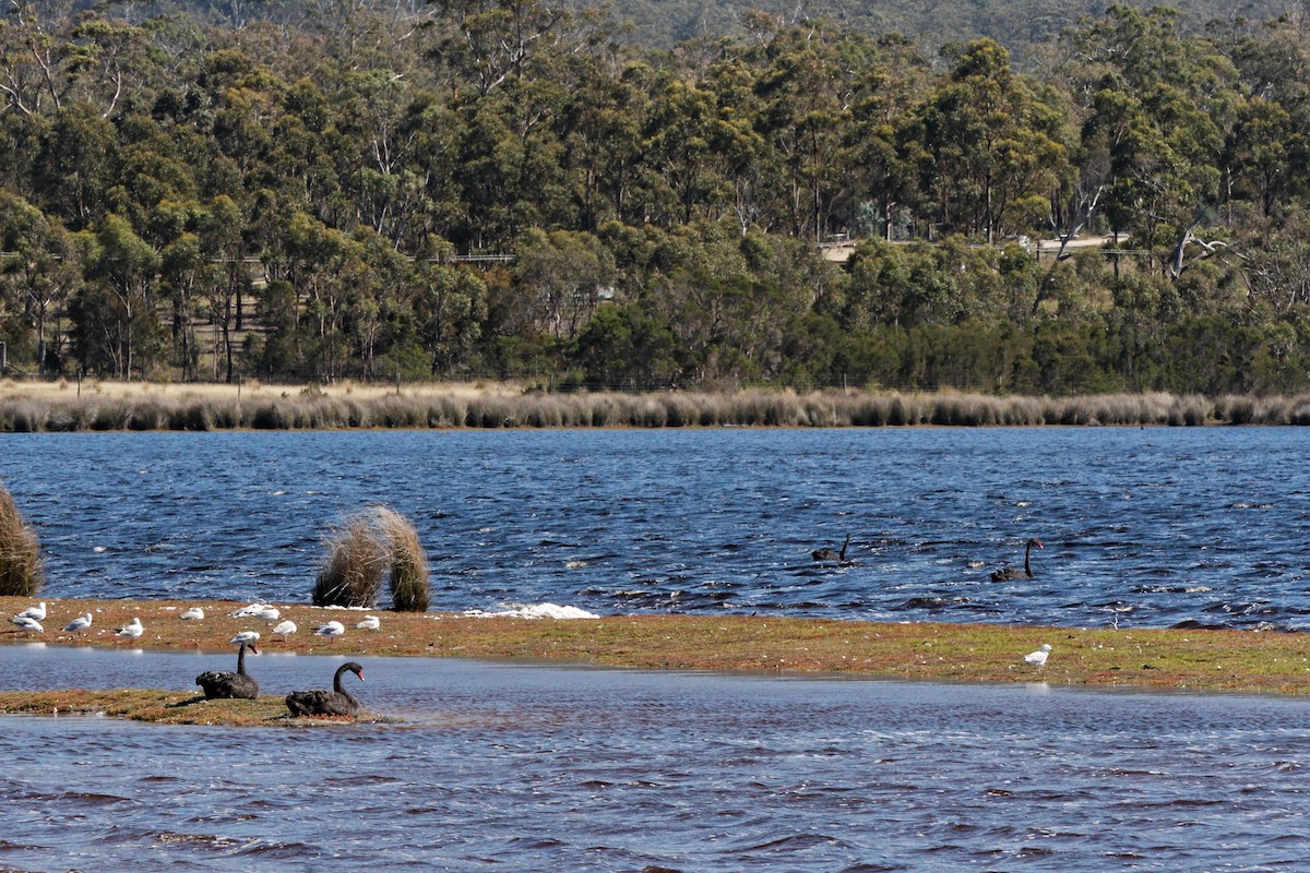 Black Swan - ML222590451