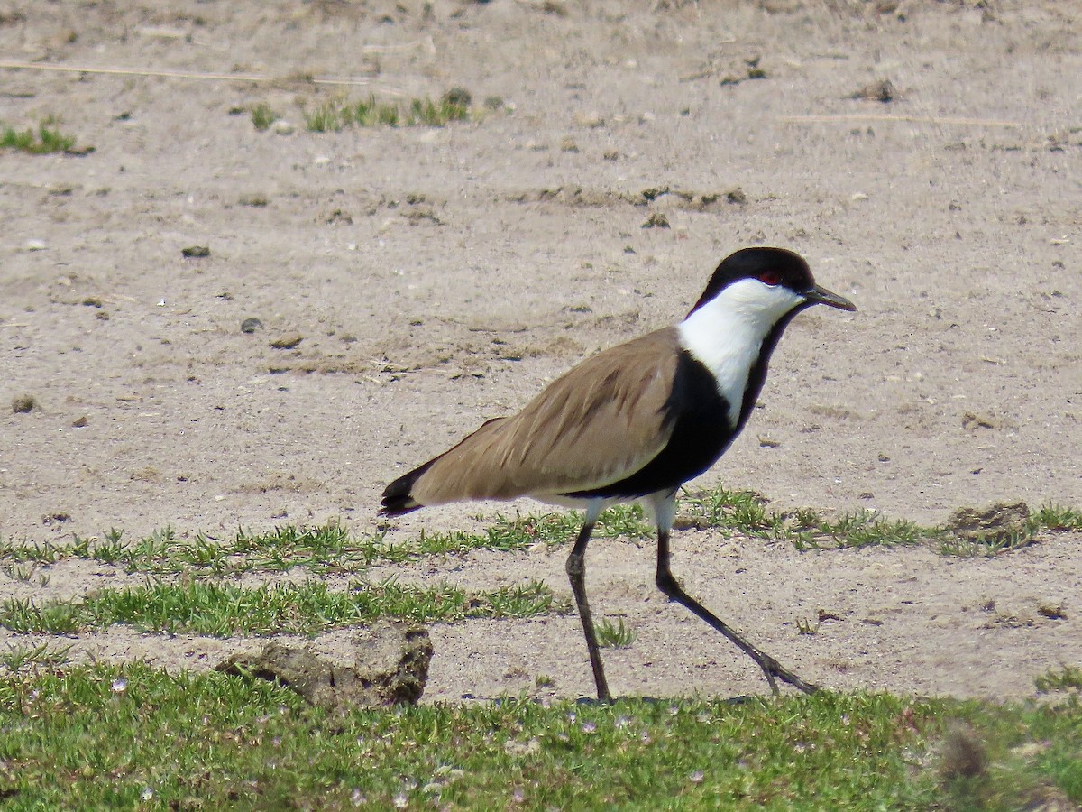 Spur-winged Lapwing - Alan  Troyer