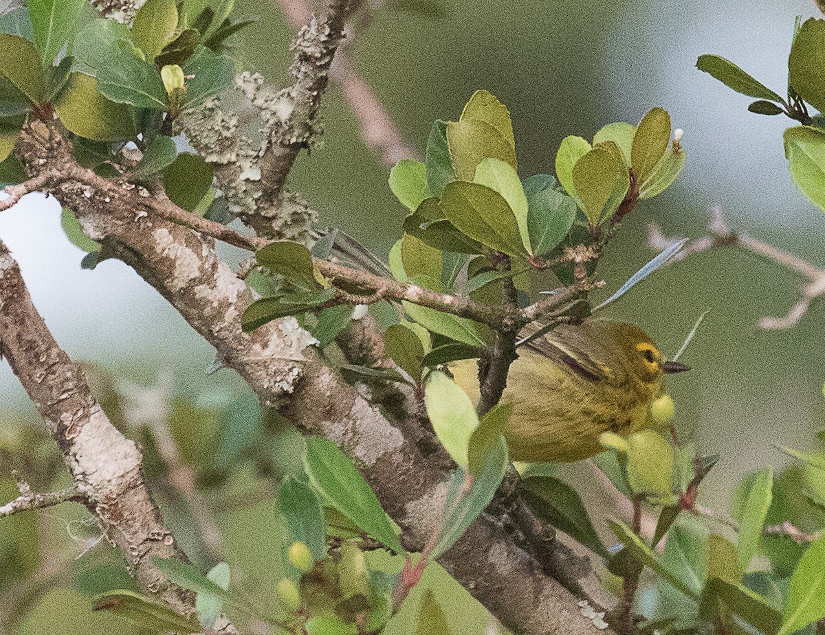 Prairie Warbler - ML222591221