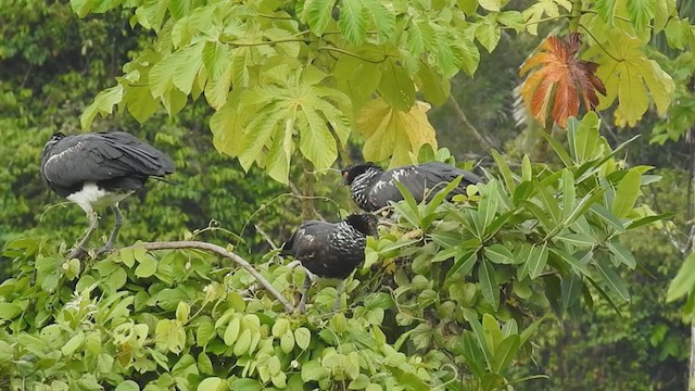 Horned Screamer - ML222591361