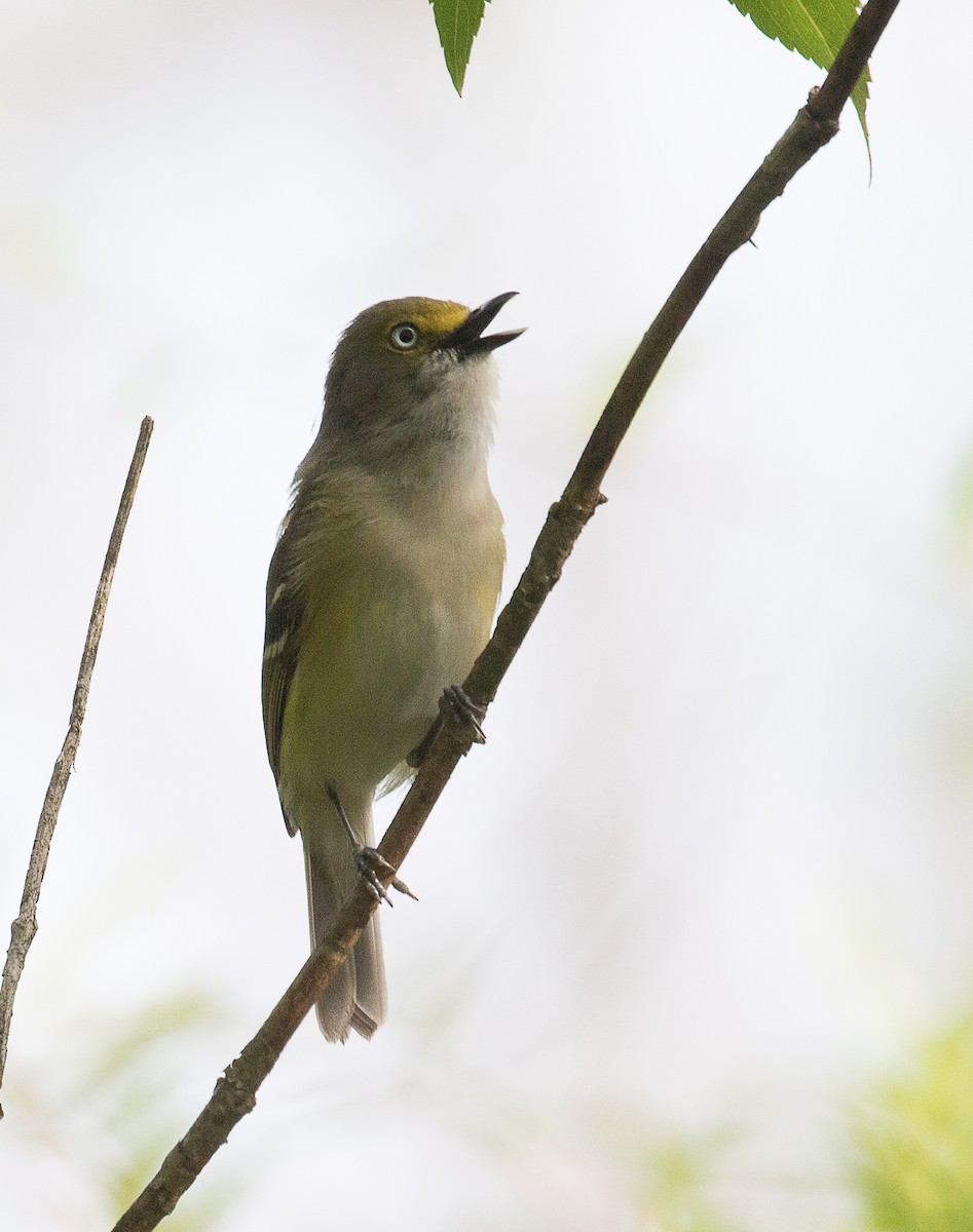 White-eyed Vireo - Lynette Spence