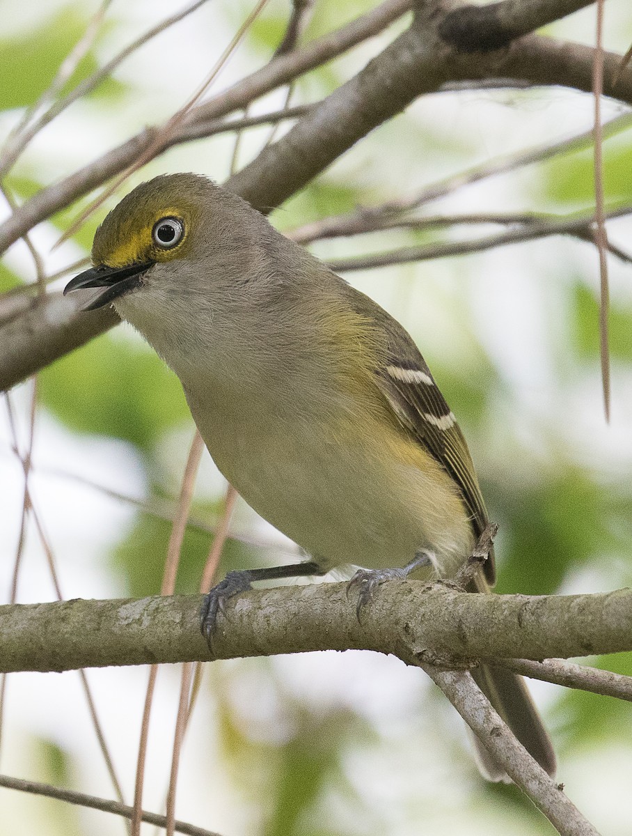 Ak Gözlü Vireo - ML222591401