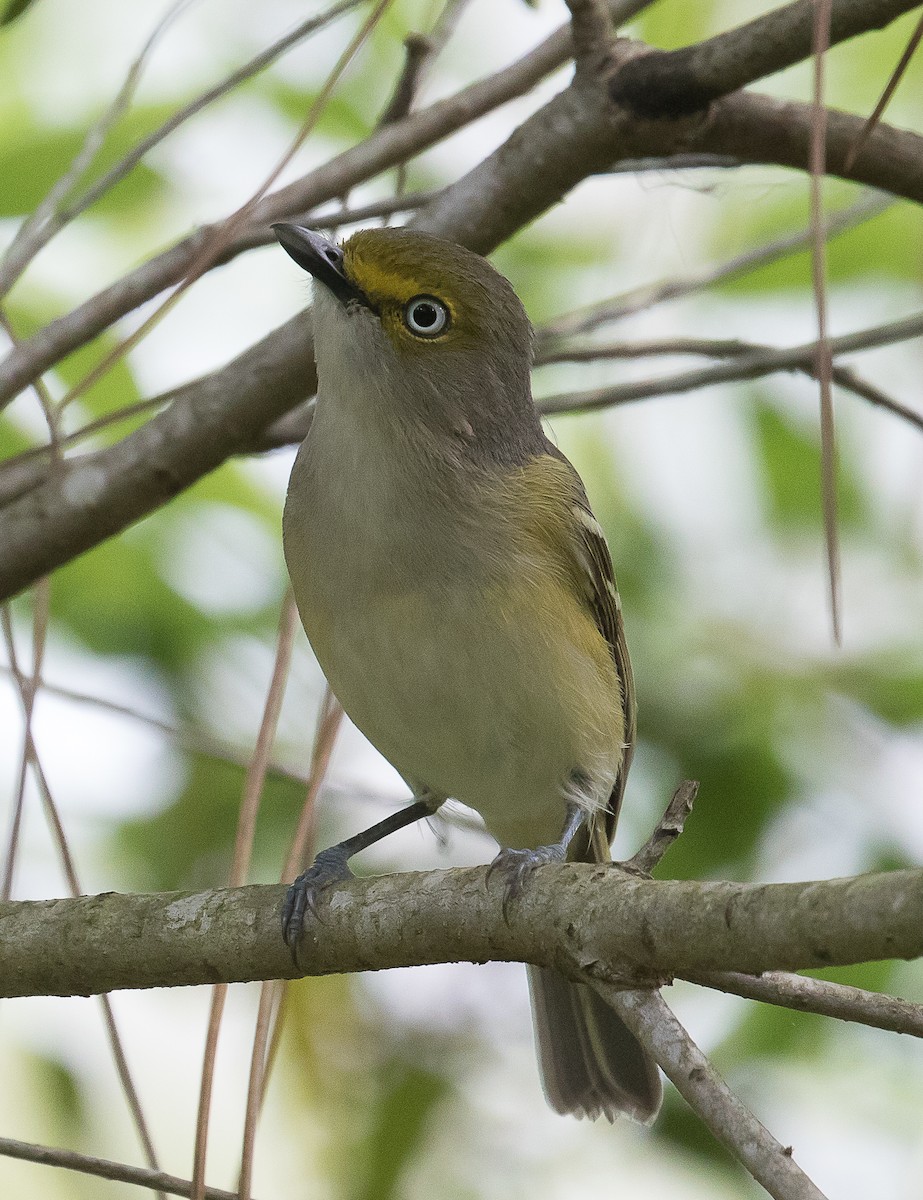 Ak Gözlü Vireo - ML222591411