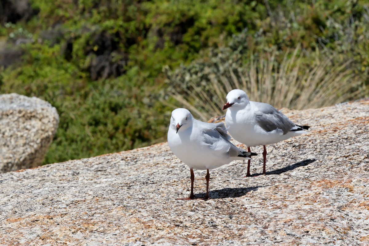 Gaviota Plateada - ML222591541