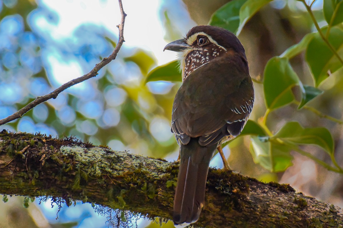 Short-legged Ground-Roller - ML222591861