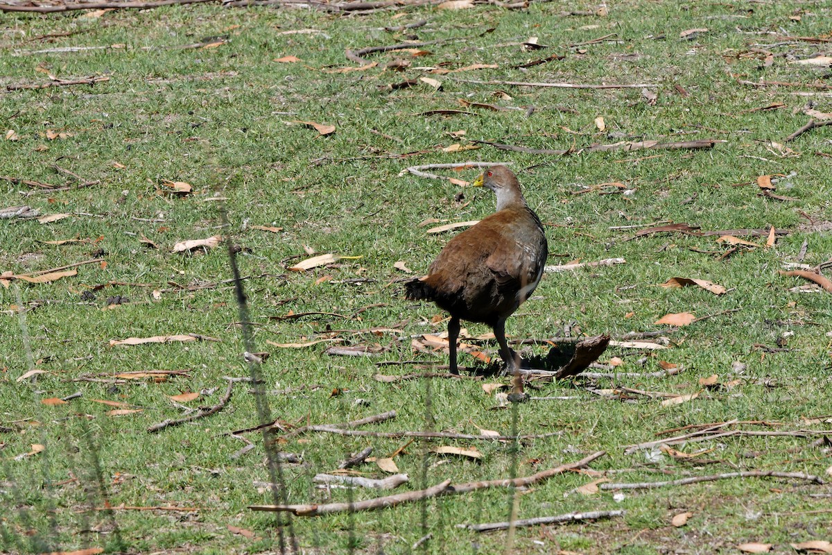 Tasmanian Nativehen - ML222592501