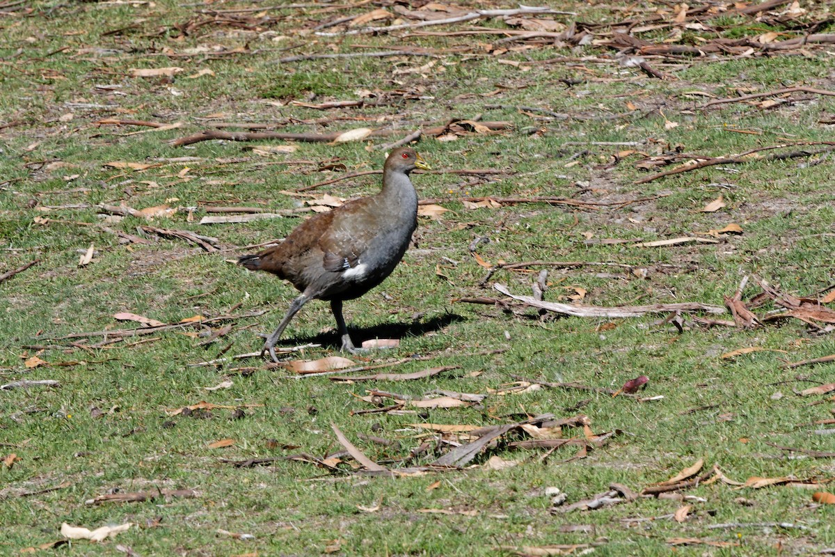 Tasmanian Nativehen - ML222592511