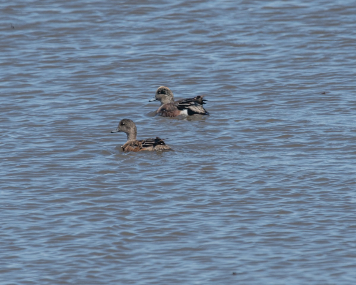 American Wigeon - RaDel Hinckley