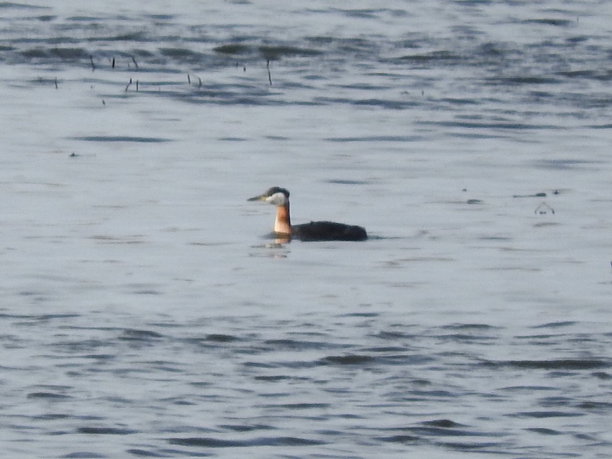 Red-necked Grebe - Anonymous