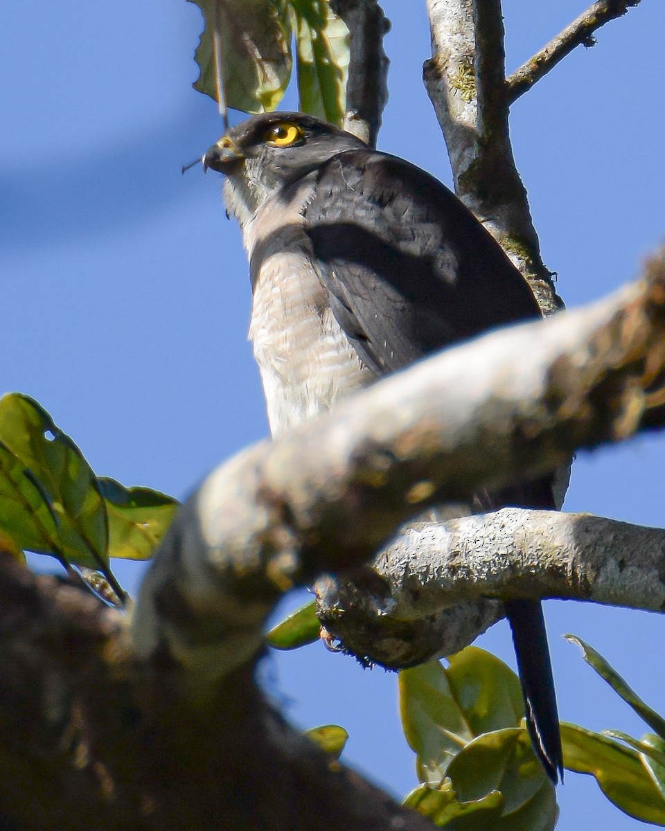 Frances's Sparrowhawk - ML222593251