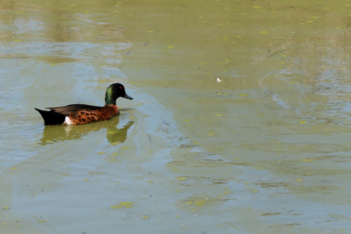 Chestnut Teal - ML222593381