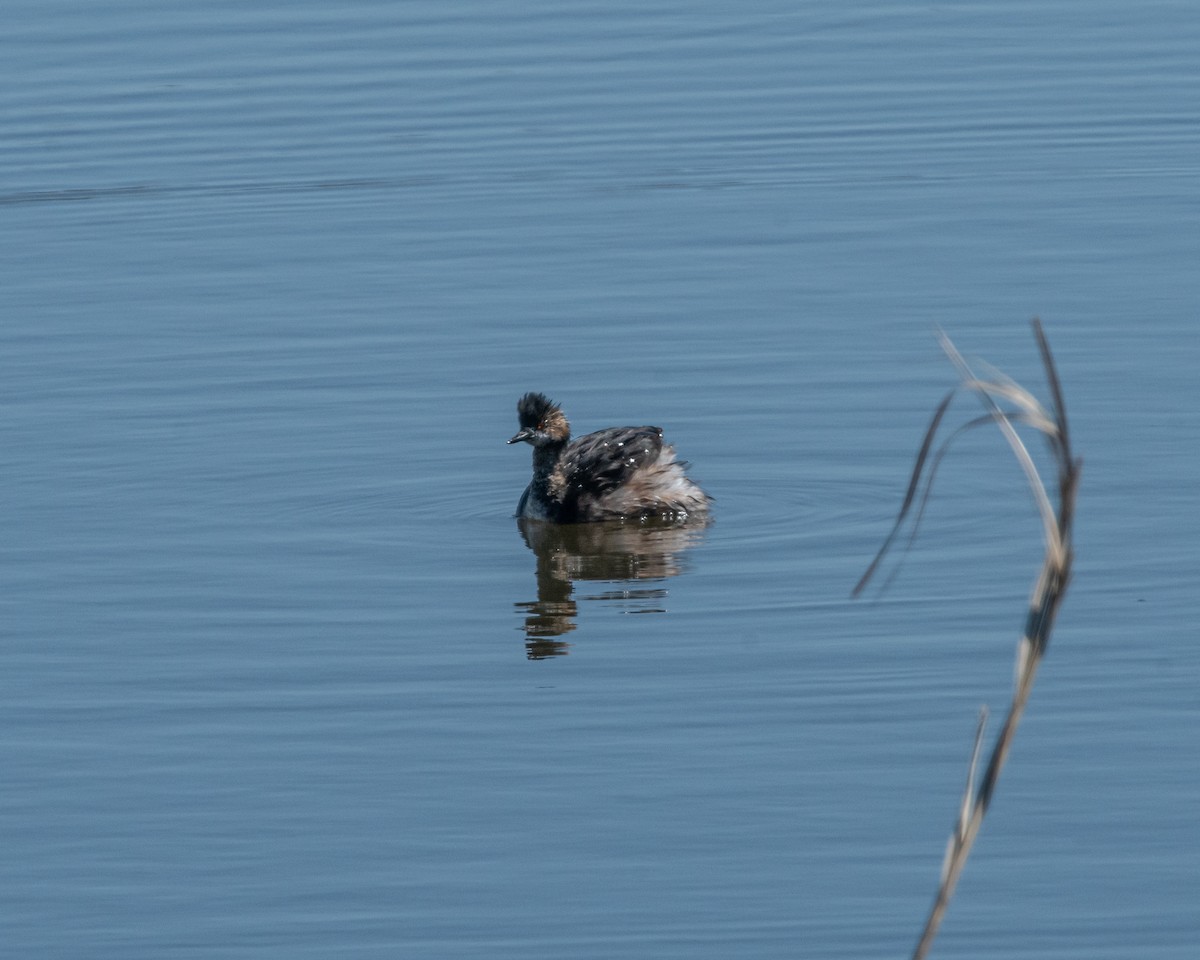 Eared Grebe - ML222593431