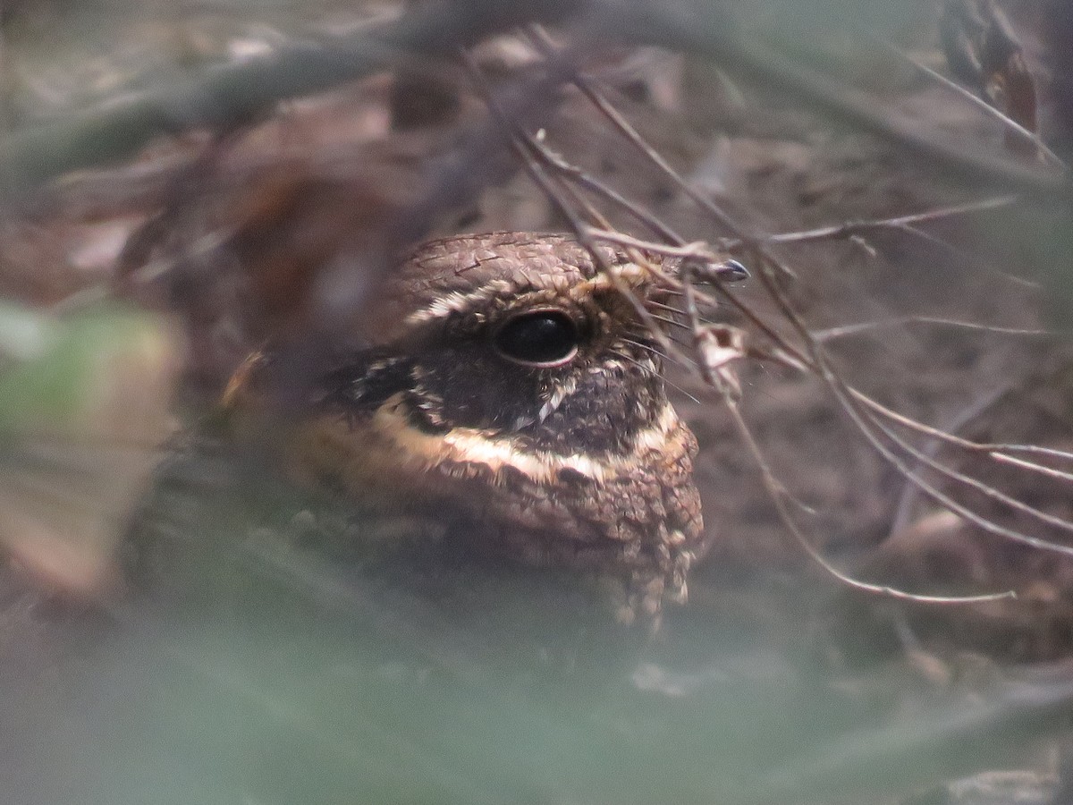 Buff-collared Nightjar - ML22259481