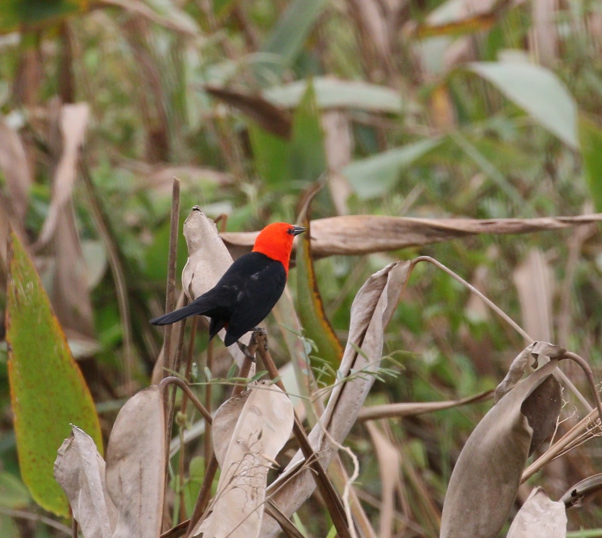 Scarlet-headed Blackbird - ML222594921