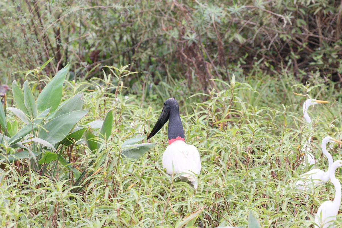 Jabiru - ML222595421