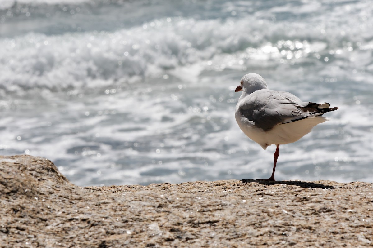 Silver Gull - ML222595581