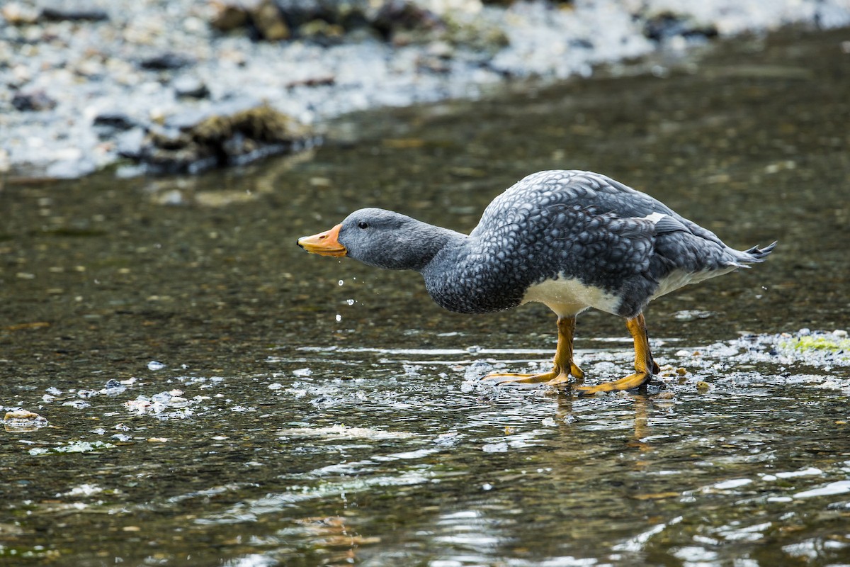 Flightless Steamer-Duck - ML222596181