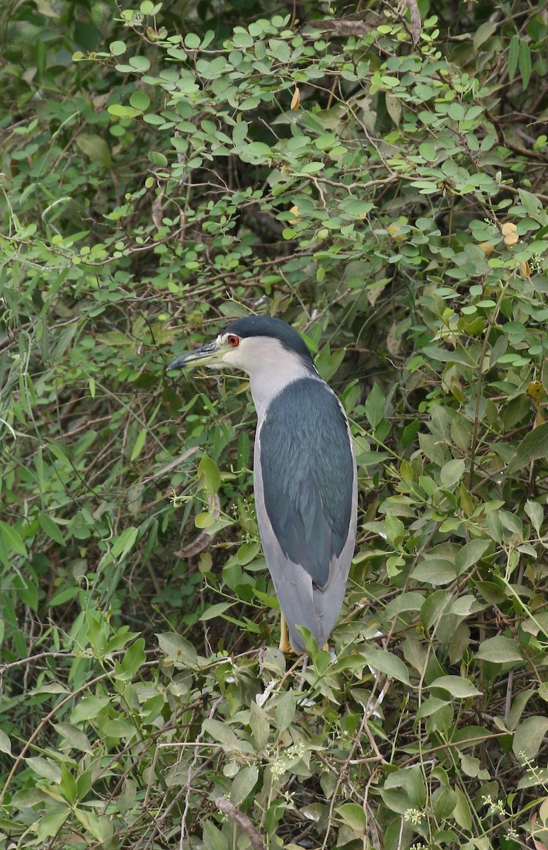 Black-crowned Night Heron - ML222596601