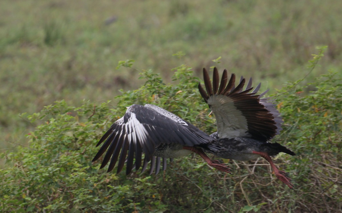 Southern Screamer - ML222596851