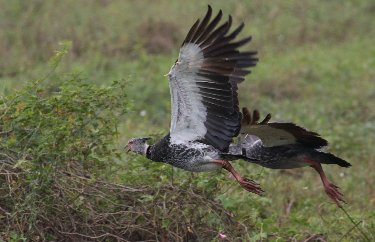 Southern Screamer - ML222596861