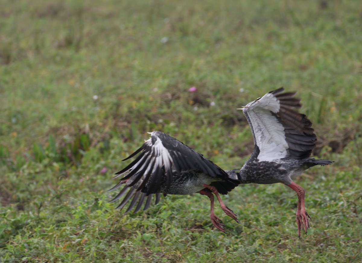 Southern Screamer - ML222596891