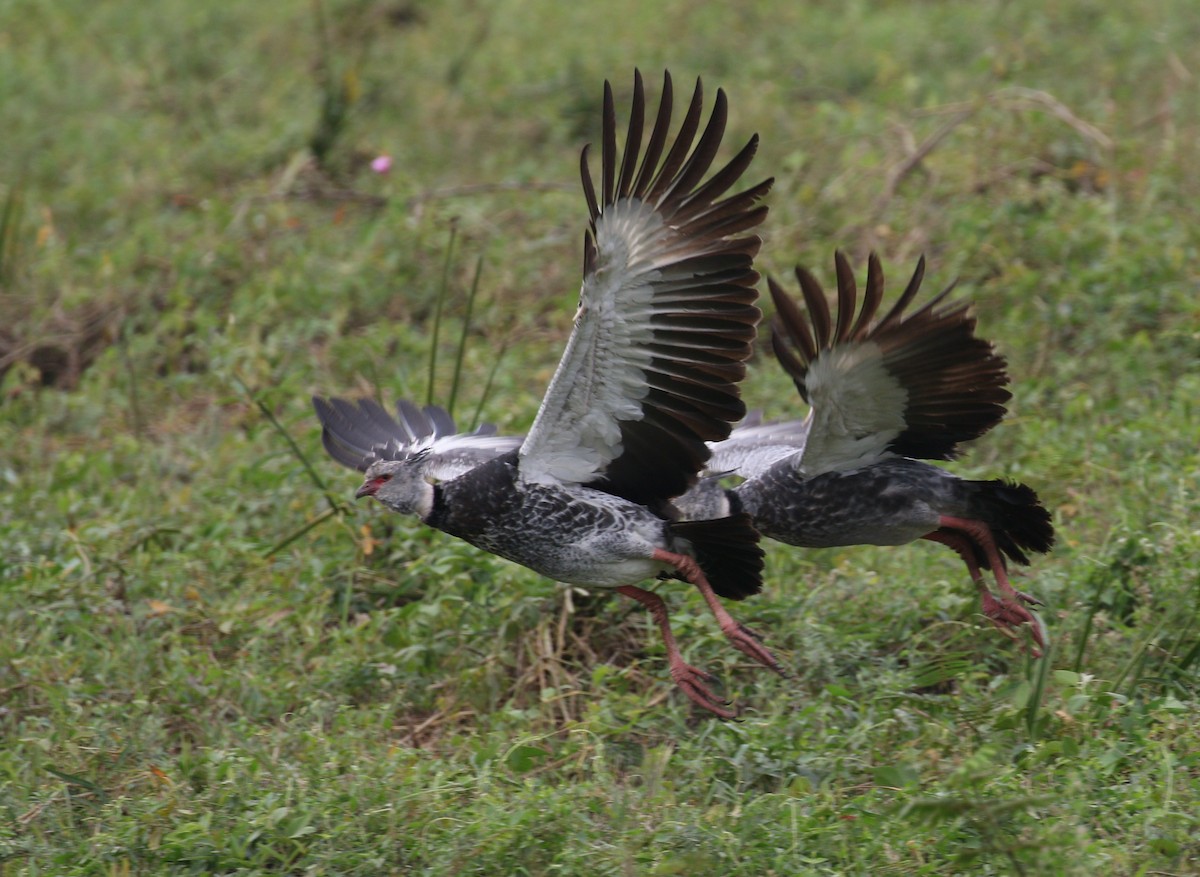 Southern Screamer - simon walkley