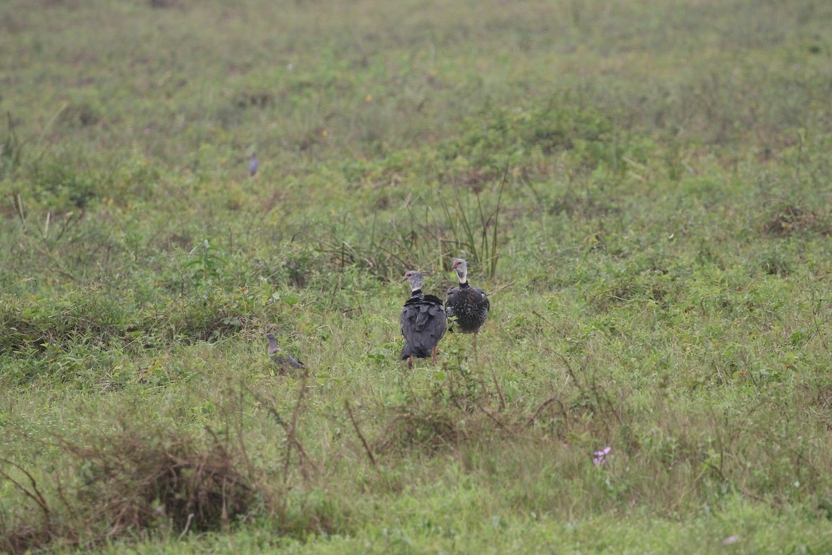 Southern Screamer - ML222599081