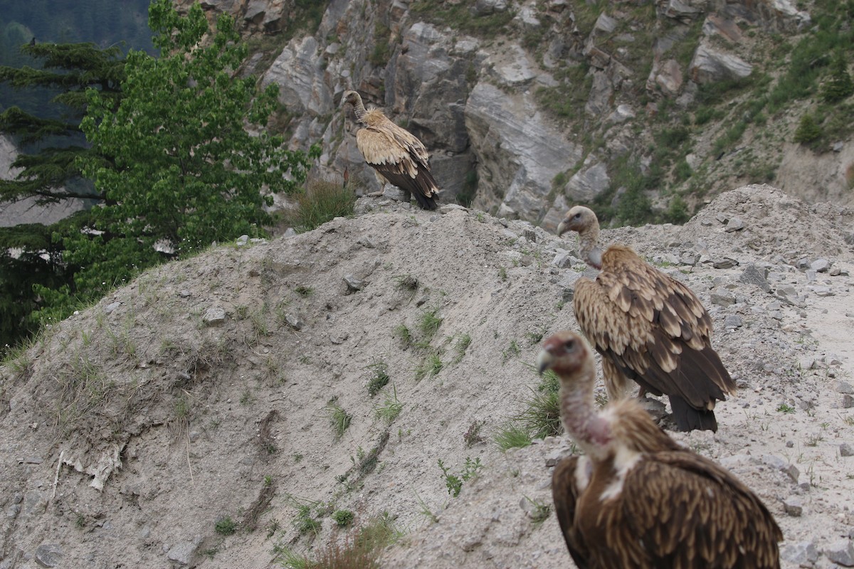 Himalayan Griffon - GURURAJ SASTRY