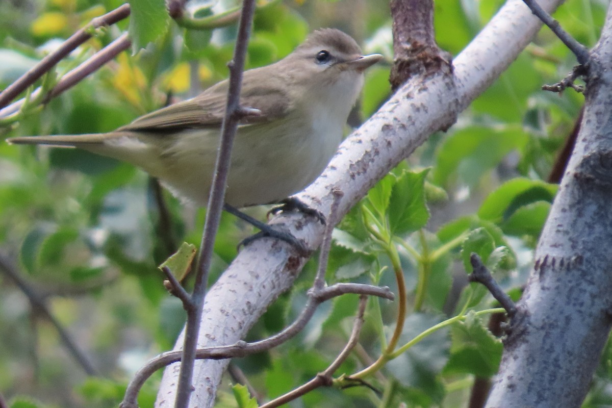 Warbling Vireo - ML222599541