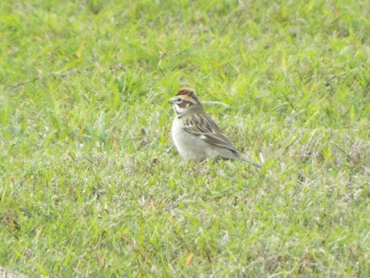 Lark Sparrow - ML222600051