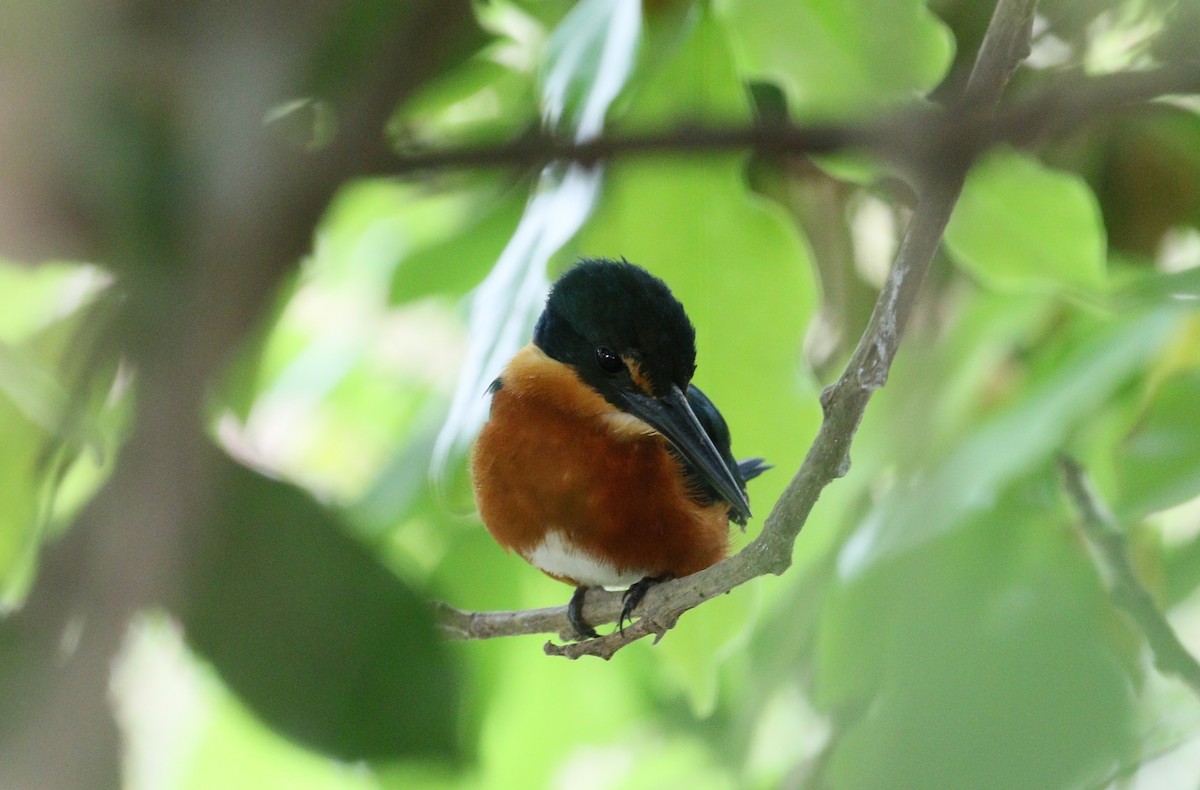 American Pygmy Kingfisher - simon walkley