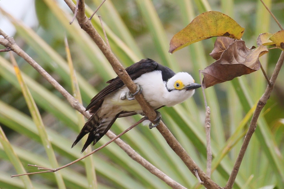 White Woodpecker - ML222600601