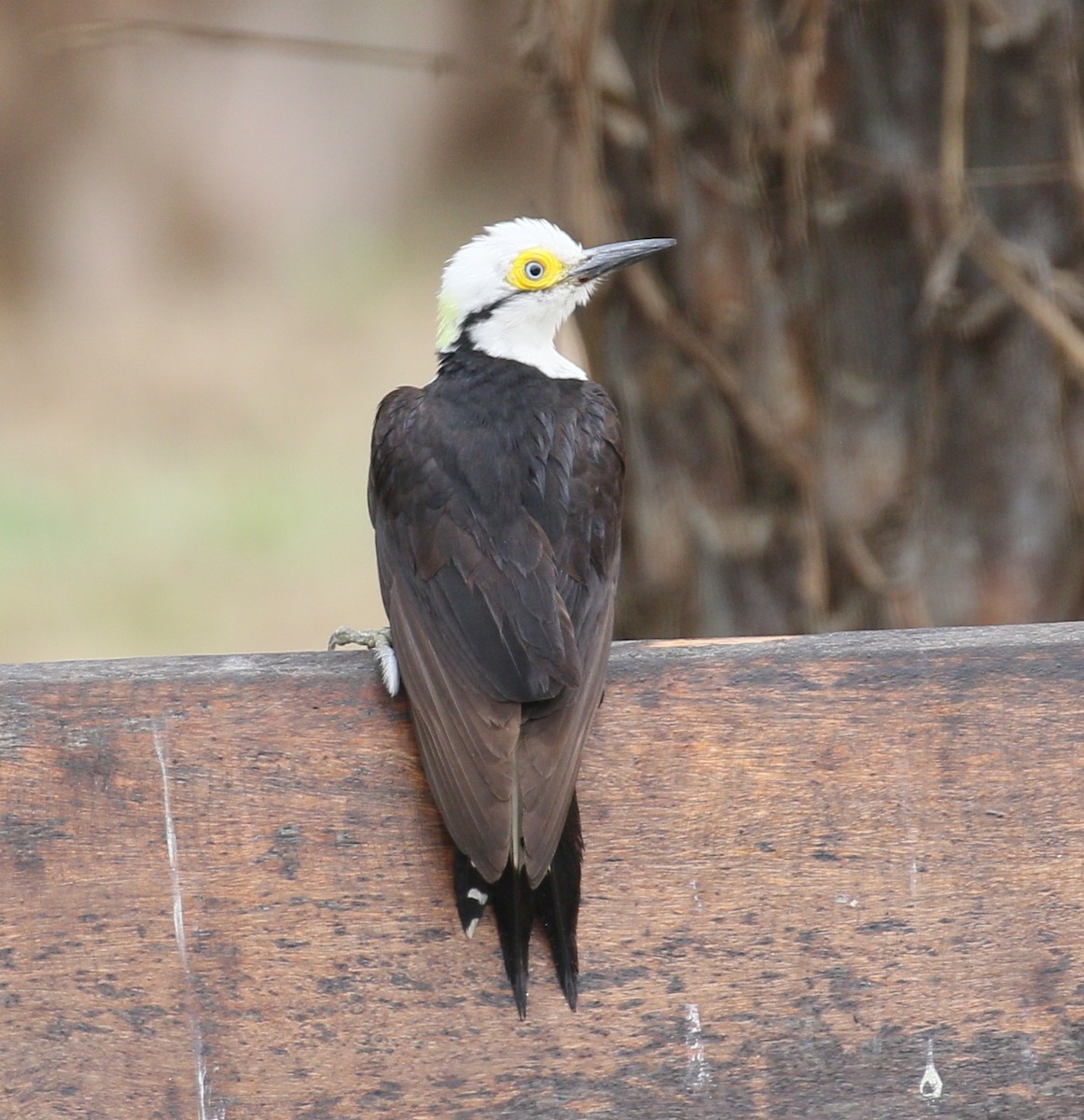 White Woodpecker - ML222600611