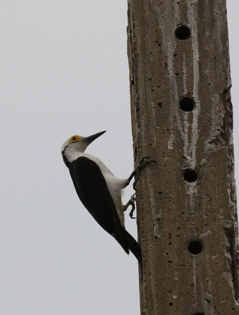 White Woodpecker - ML222600641