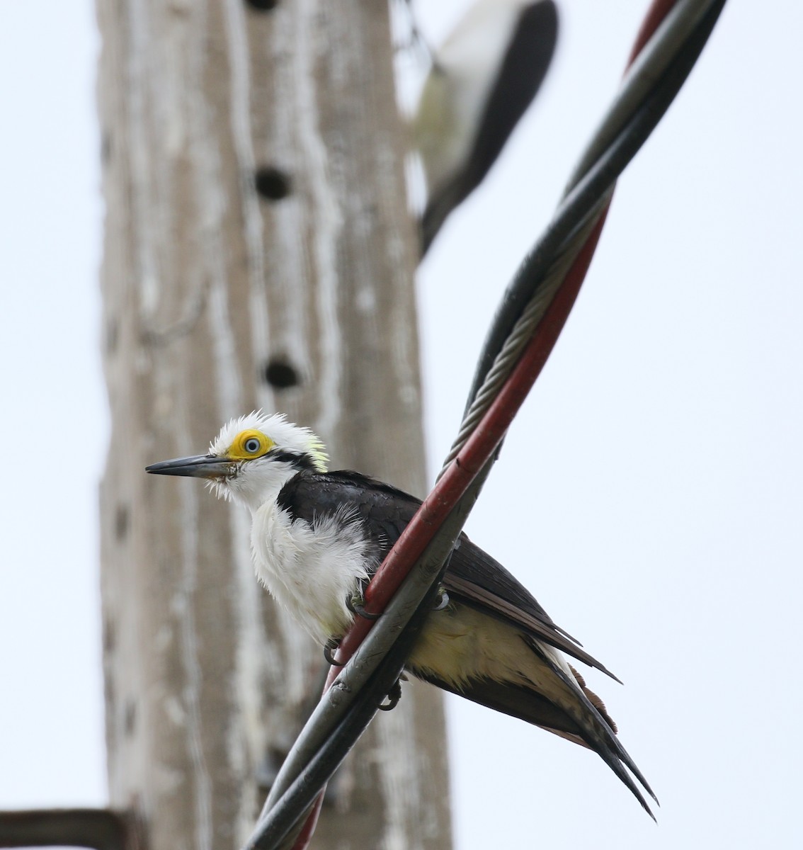 White Woodpecker - ML222600671