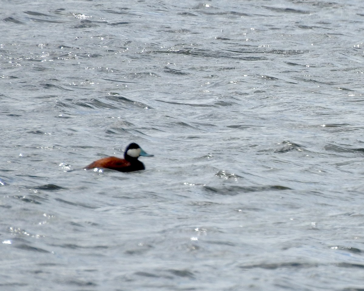 Ruddy Duck - ML222600781